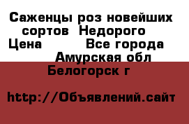 Саженцы роз новейших сортов. Недорого. › Цена ­ 350 - Все города  »    . Амурская обл.,Белогорск г.